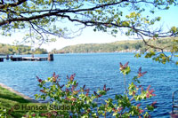 Alton Bay, NH - Bay with Lilacs